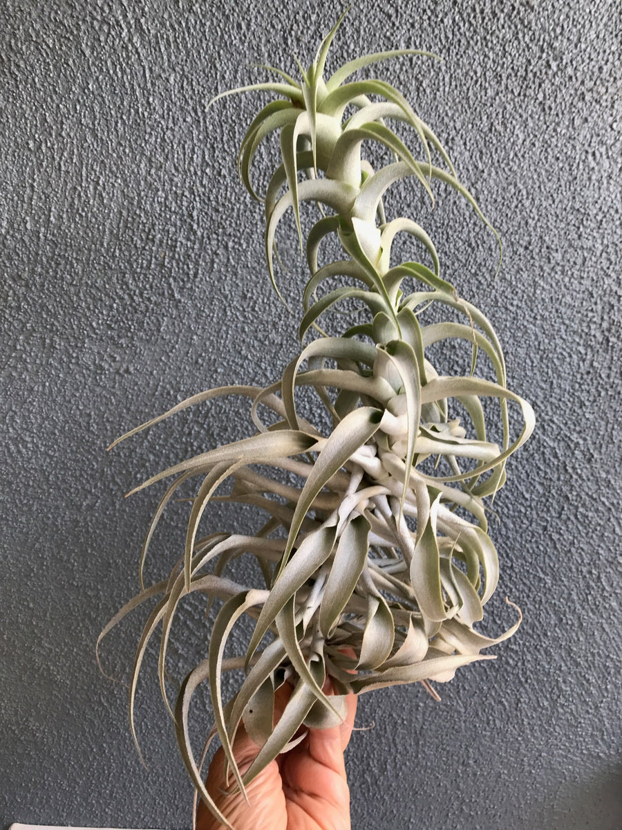 cacticola air plant Cacticola Regular Form: Elegant Air Plant for Easy Care – Seafoam Driftwood