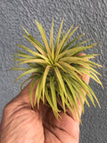 Ionantha Rubra