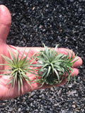 Ionantha Ron