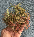 Ionantha Rubra Clump