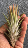 Ionantha Vanhyningii
