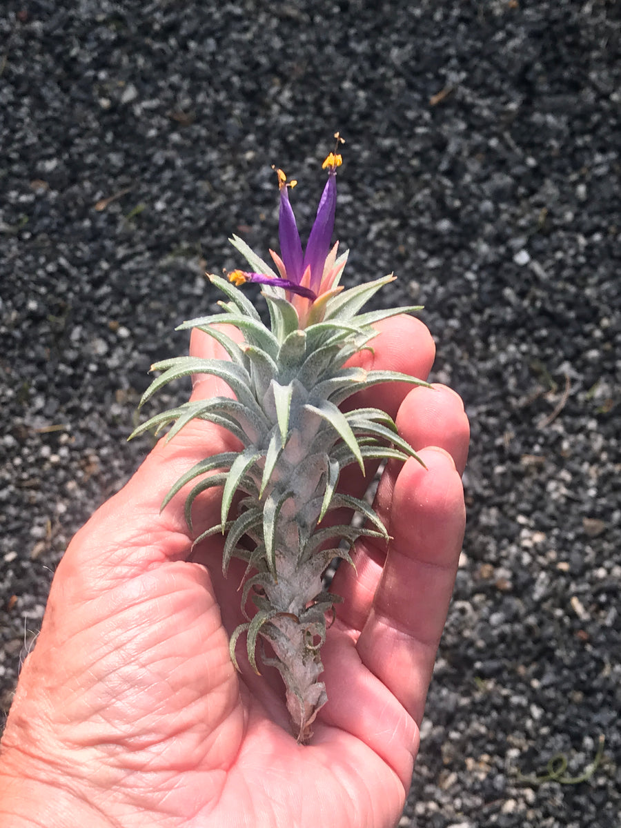 vanhyningii air plant Ionantha Vanhyningii: Unique Air Plant Beauty – Seafoam Driftwood