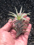 Ionantha Vanhyningii