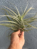 Purpurea Spiral