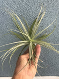 Purpurea Spiral