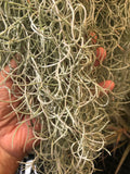 Thick-Curly-Moss-Yellow-Flower