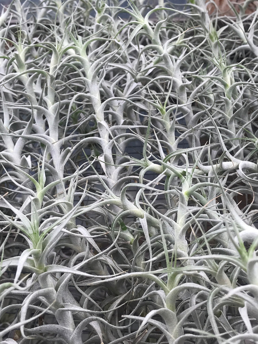 Albida Minor Tillandsia: Exotic Air Plant for Elegant Indoor Decor –  Seafoam Driftwood