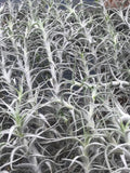 Albida Minor
