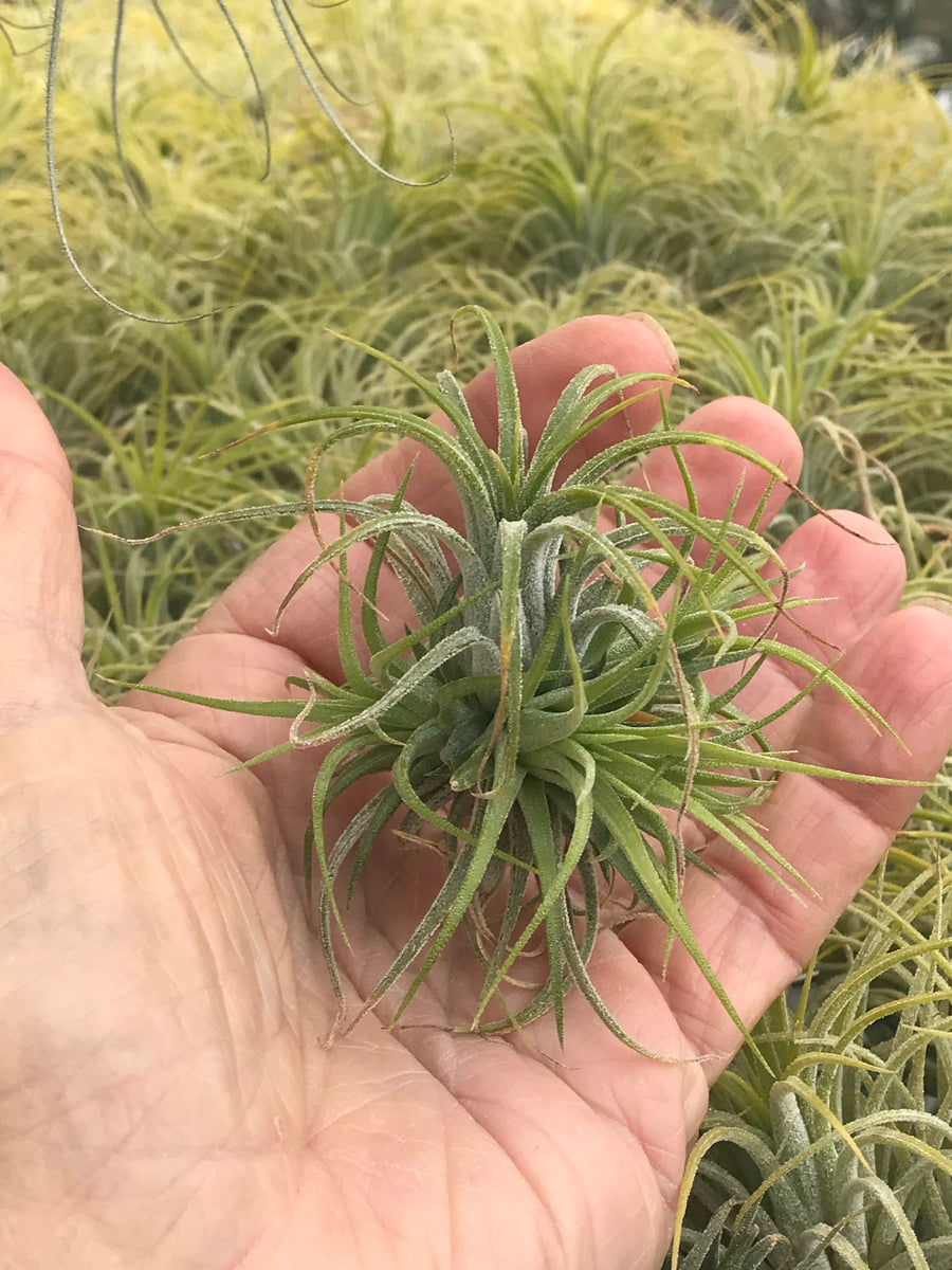 ionantha druid air plant Ionantha Druid Clump
