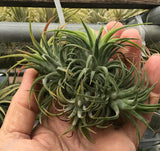 Ionantha Ron