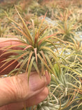 Ionantha Ron