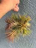 Ionantha Rubra Clump