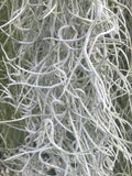 Moss - Thick Curly