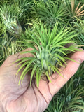 Ionantha Rubra