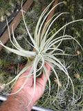 Purpurea Spiral