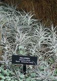 Albida Minor
