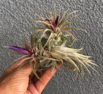 Brachycaulos X Rubra