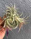 Brachycaulos X Rubra