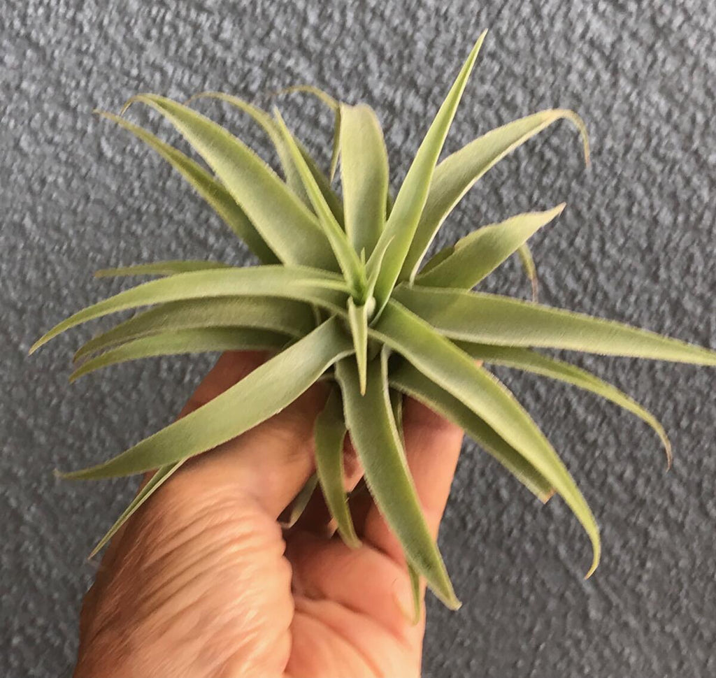 cacticola air plant Cacticola Regular Form: Elegant Air Plant for Easy Care – Seafoam Driftwood