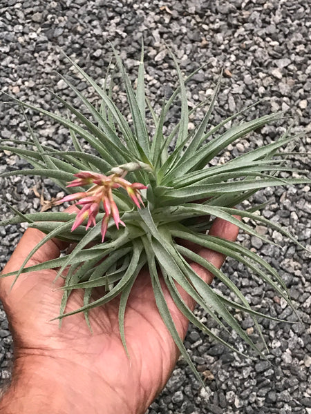 Graceful Beauty: Tillandsia Geminiflora Air Plant – Seafoam Driftwood