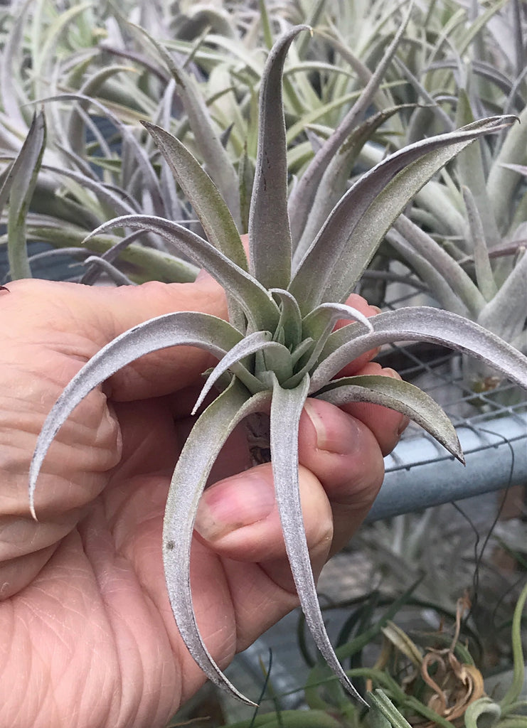 harrisii air plant Elegant Harrisii Air Plants
