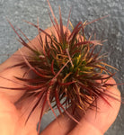 Ionantha Fuego