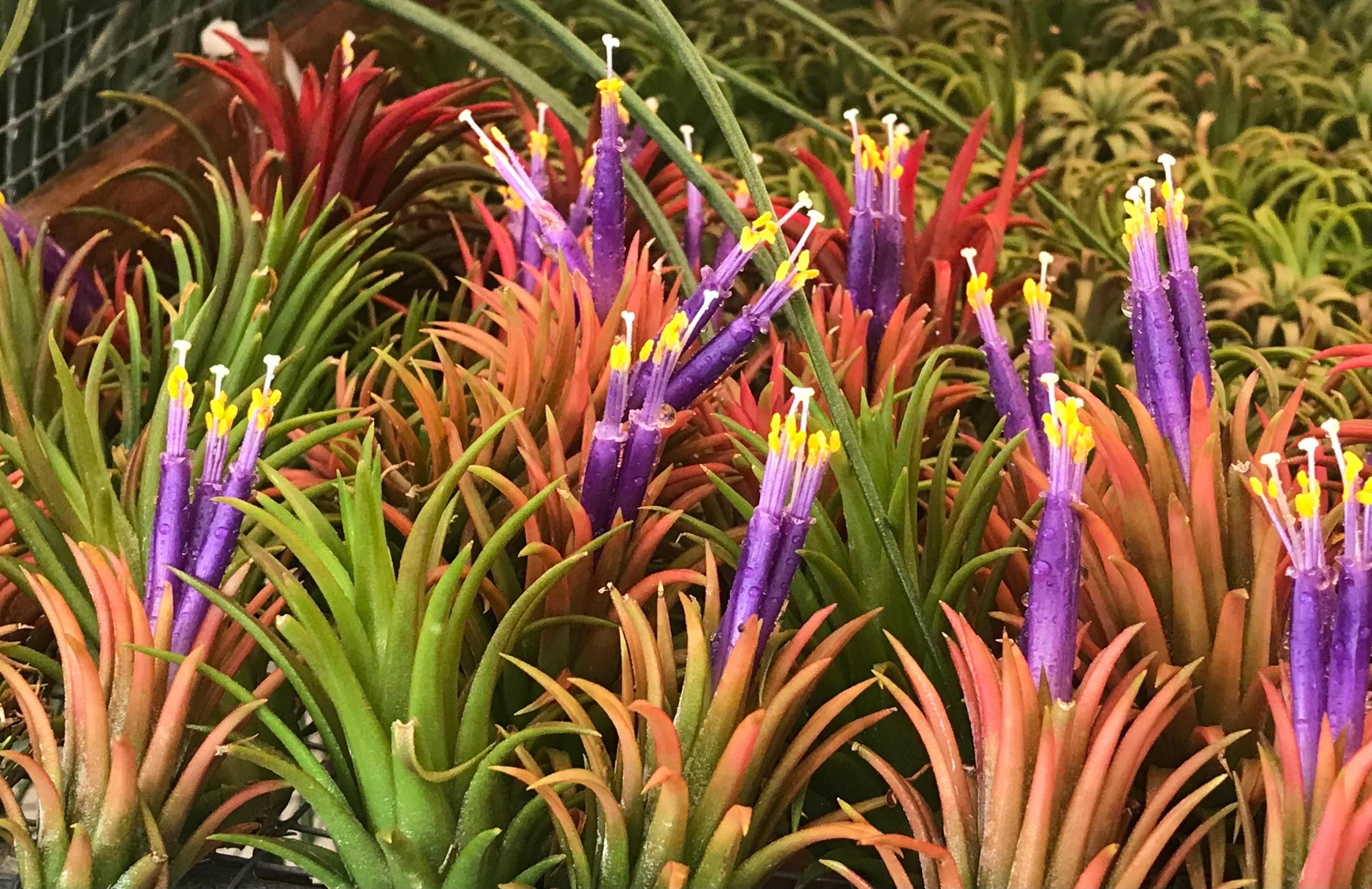 We supply the best driftwood, air plants and more for all purposes