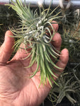 Ionantha Clump