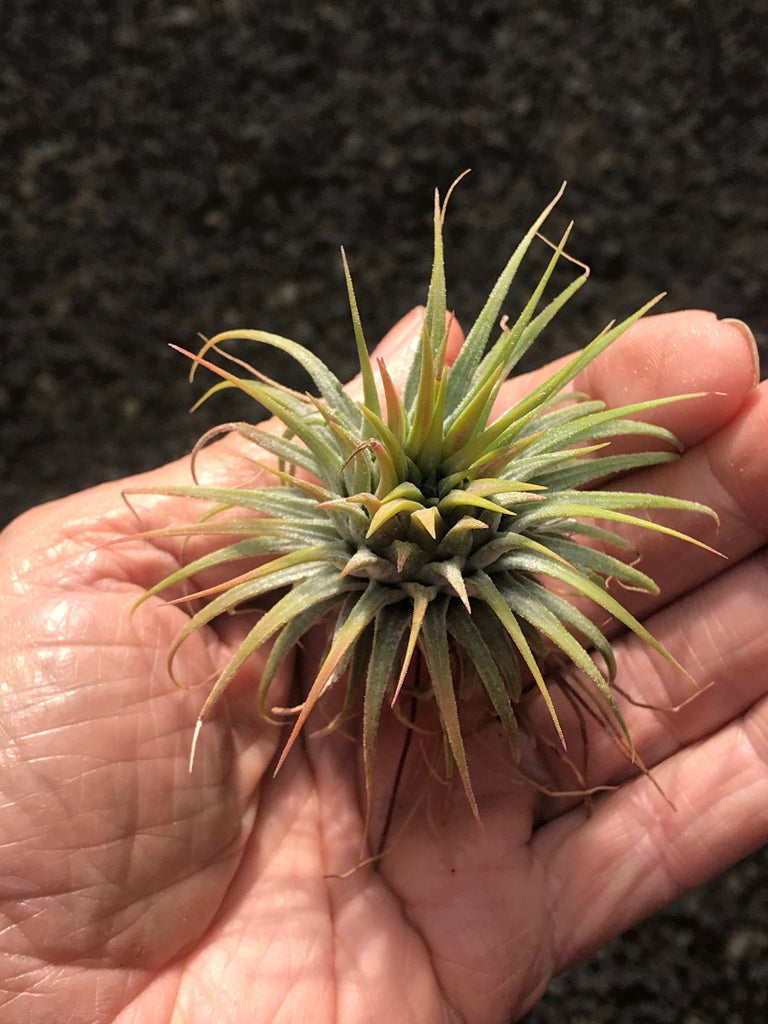 ionantha rubra air plant Ionantha Rubra: Discover the Vibrant Beauty of this Red Air Plant Marvel – Seafoam Driftwood