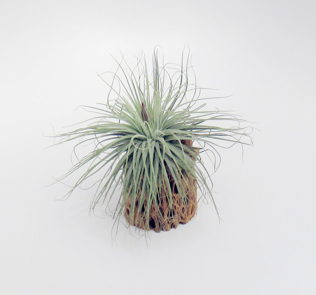 magnusiana air plant Embrace Elegance with Tillandsia Magnusiana: The Graceful Dancer of Air Plants – Seafoam Driftwood