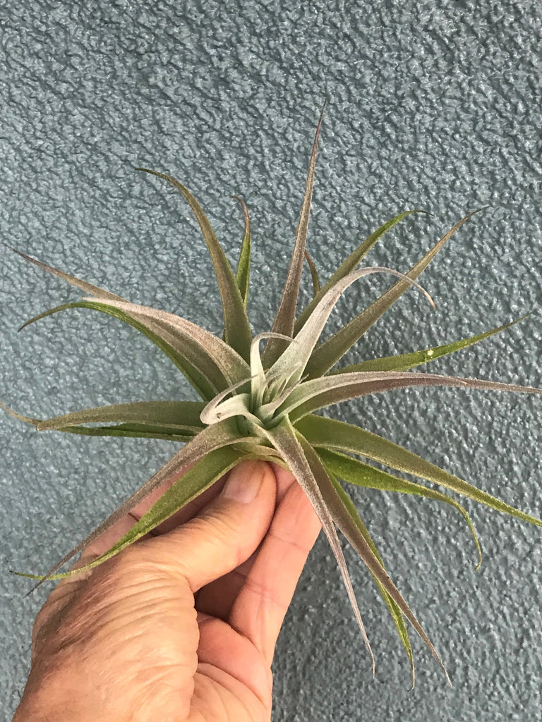 recurvifolia air plant Recurvifolia X Subsecundifolia