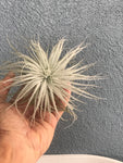 Tectorum Ecuador