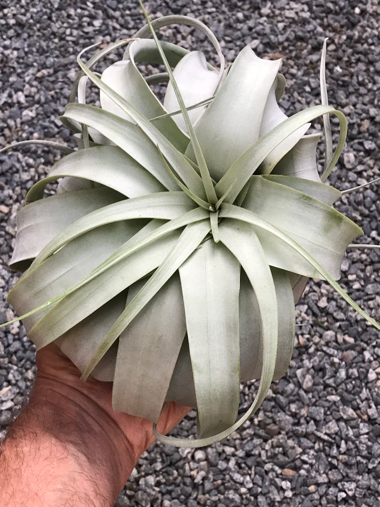 king of air plants Meet the Xerographica: The Majestic King of Air Plants Ready to Rock Your Space! – Seafoam Driftwood