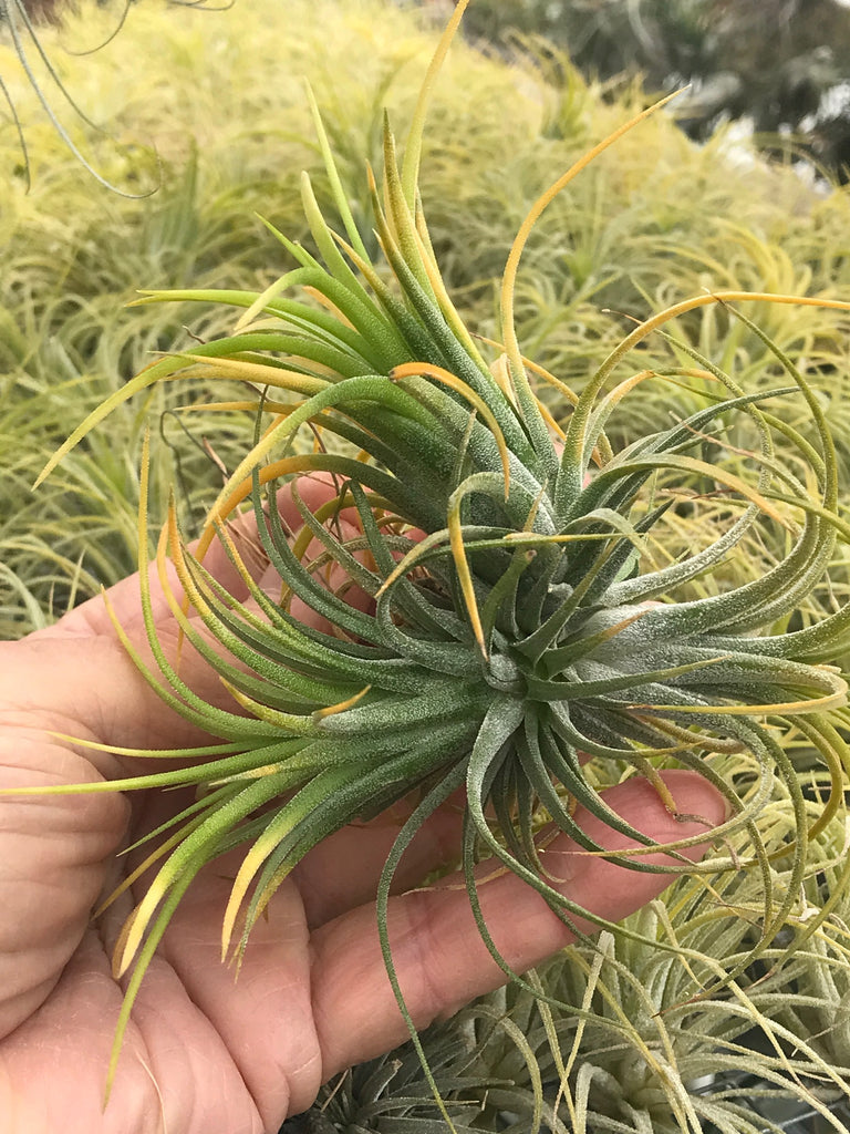 ionantha druid air plant Ionantha Druid Clump