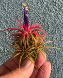 Ionantha Hamamula