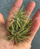 Ionantha Hamamula