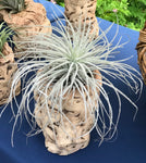 Tectorum Ecuador