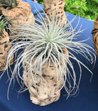 Tectorum Ecuador