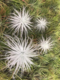 Tectorum Ecuador