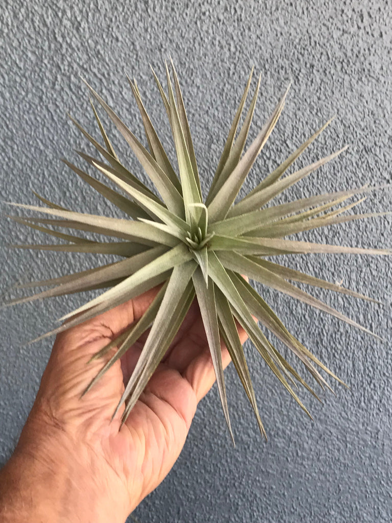 aeranthos air plant Aeranthos Tillandsia: Unique Air Plants for Stylish Spaces – Seafoam Driftwood