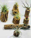 Cholla (Chain Fruit)