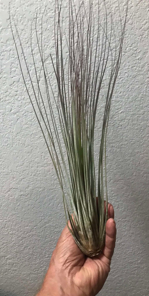 juncea air plant Juncea Tillandsia: Elegant Pencil Air Plant