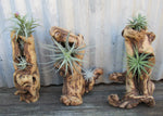 Tumbled Grapevine decorated with Airplants